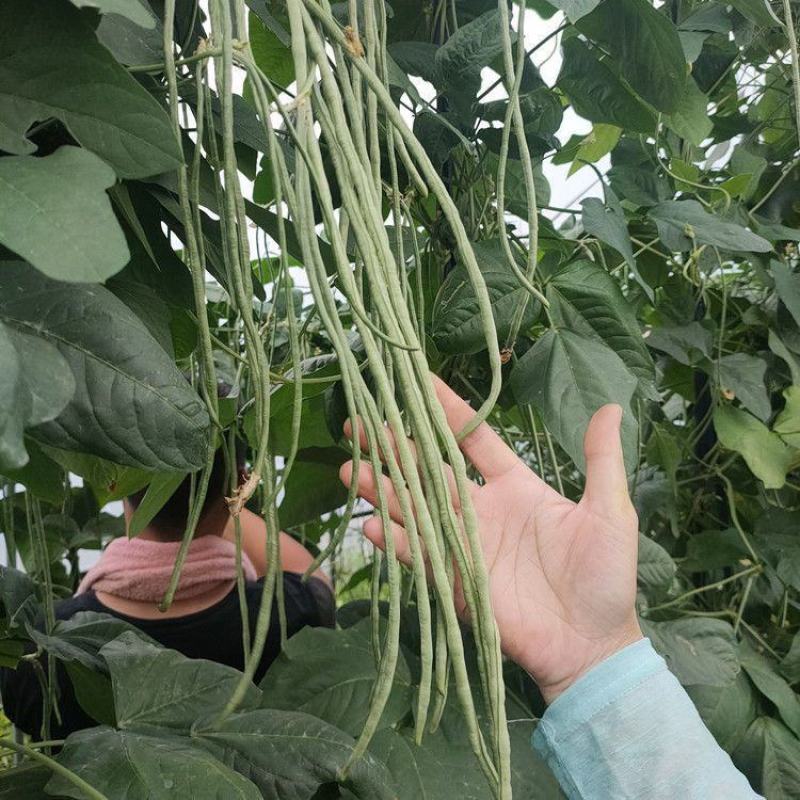 洪鑫翠绿长丰长豇豆种子荚条顺直肉厚不鼓籽早中熟长豆角种籽