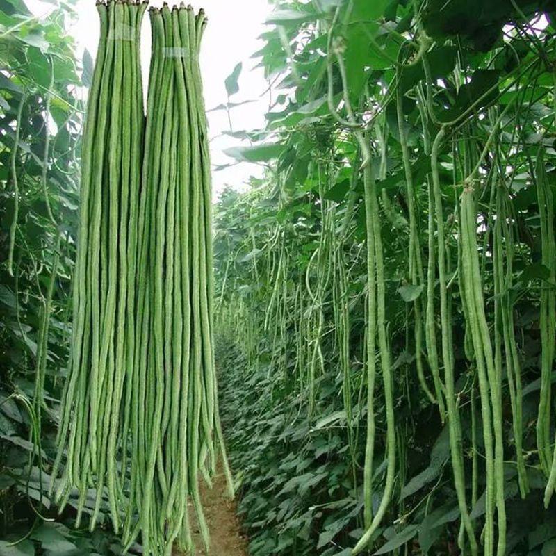 洪鑫翠绿长丰长豇豆种子荚条顺直肉厚不鼓籽早中熟长豆角种籽