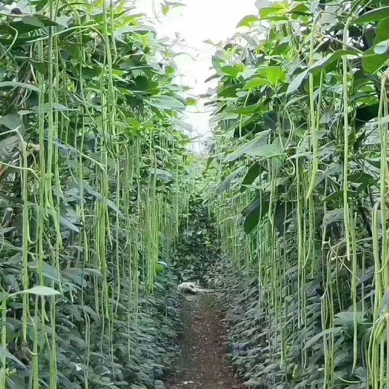 洪鑫翠绿长丰长豇豆种子荚条顺直肉厚不鼓籽早中熟长豆角种籽