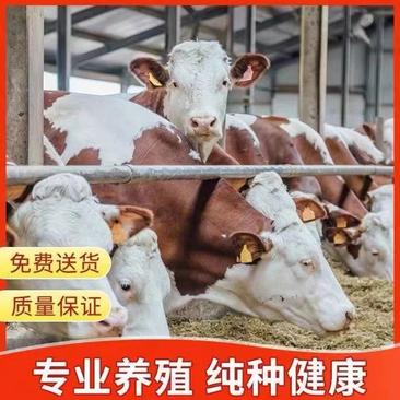 西门塔尔牛犊肉牛犊活牛出售西门塔尔牛犊子鲁西黄牛包送到家