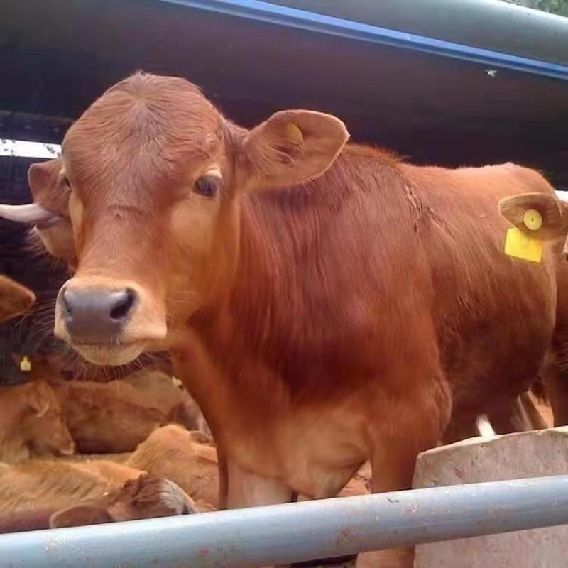 西门塔尔牛犊肉牛犊活牛出售西门塔尔牛犊子鲁西黄牛包送到家