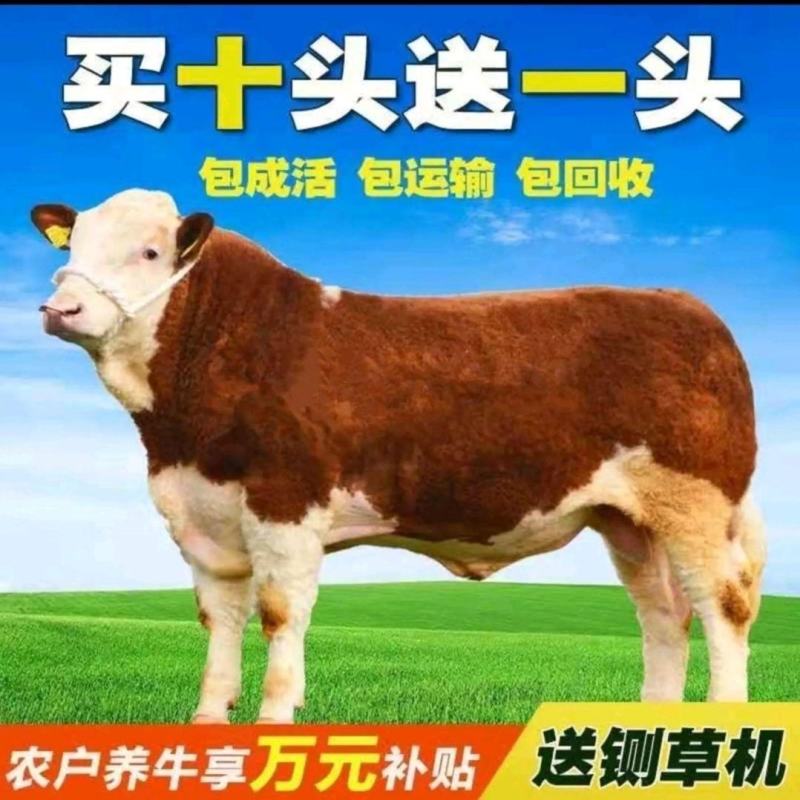 西门塔尔牛犊肉牛犊活牛出售西门塔尔牛犊子鲁西黄牛包送到家