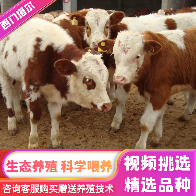 西门塔尔牛犊肉牛犊活牛出售西门塔尔牛犊子鲁西黄牛包送到家