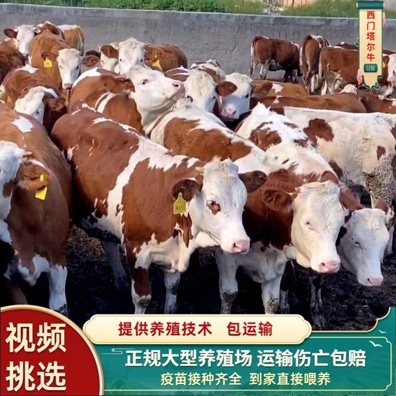 西门塔尔牛犊肉牛犊活牛出售西门塔尔牛犊子鲁西黄牛包送到家