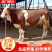 西门塔尔牛犊肉牛犊活牛出售西门塔尔牛犊子鲁西黄牛包送到家