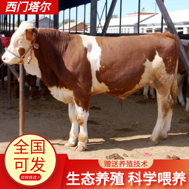 西门塔尔牛犊肉牛犊活牛出售西门塔尔牛犊子鲁西黄牛包送到家