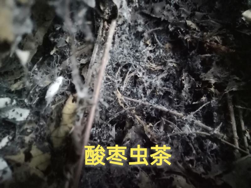 虫茶
