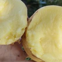 黄心土豆，荷兰十五号，一佰五拾田，欢迎客商考察采购。
