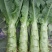 川地特3号香莴苣菜子圆叶绿皮青肉耐寒春秋可种植基地专用