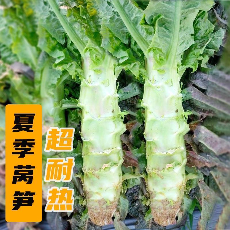 川地特3号香莴苣菜子圆叶绿皮青肉耐寒春秋可种植基地专用