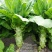 川地特3号香莴苣菜子圆叶绿皮青肉耐寒春秋可种植基地专用