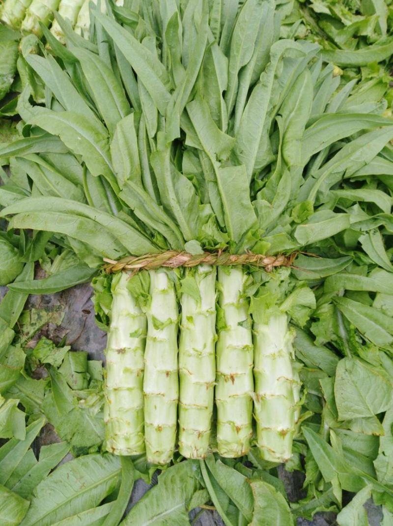 川地特3号香莴苣菜子圆叶绿皮青肉耐寒春秋可种植基地专用