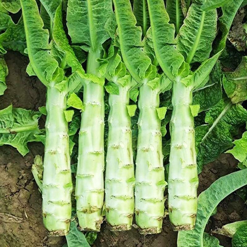 川地特3号香莴苣菜子圆叶绿皮青肉耐寒春秋可种植基地专用