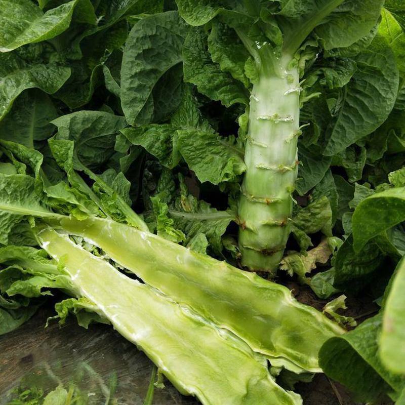 川地特3号香莴苣菜子圆叶绿皮青肉耐寒春秋可种植基地专用