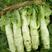 川地特3号香莴苣菜子圆叶绿皮青肉耐寒春秋可种植基地专用