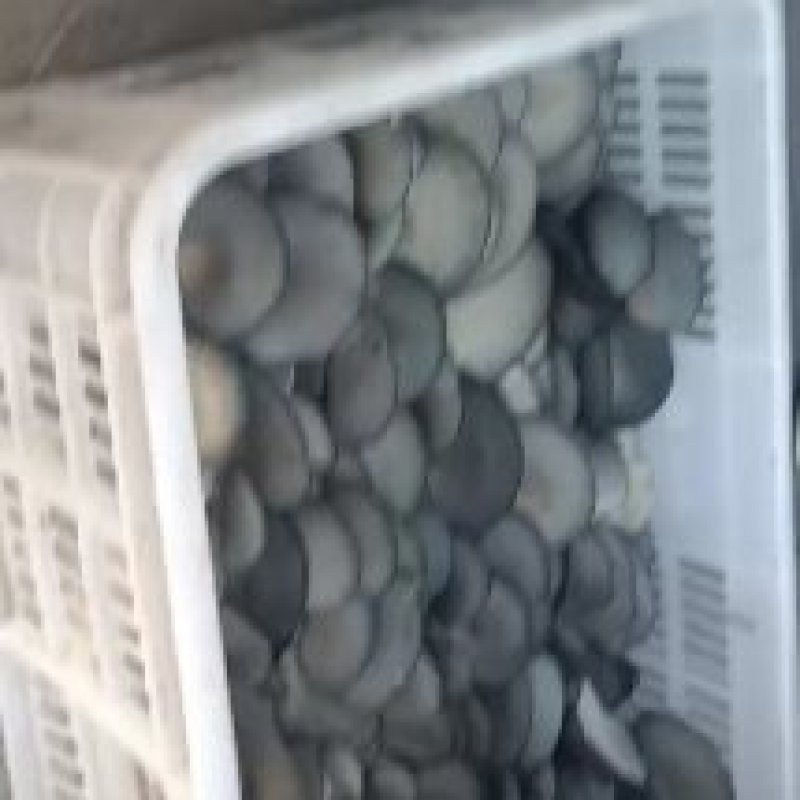 鲜平菇