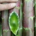 川地特5号香莴苣菜子尖叶紫红皮青肉耐寒春秋种植基地专用