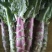 川地特5号香莴苣菜子尖叶紫红皮青肉耐寒春秋种植基地专用