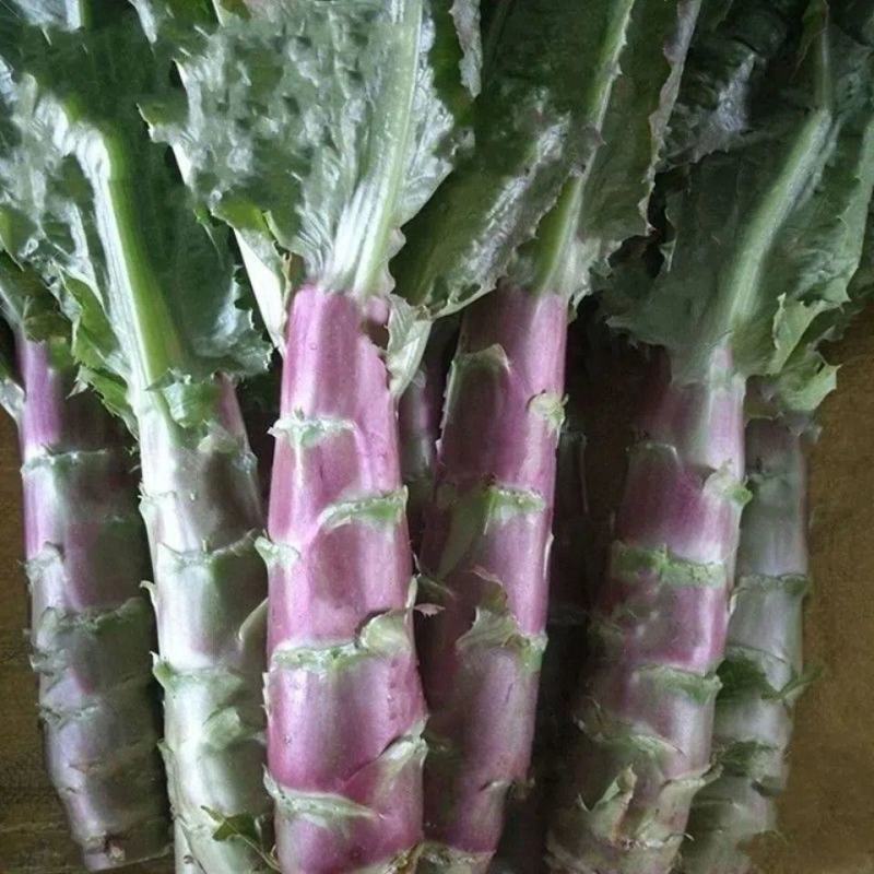 川地特5号香莴苣菜子尖叶紫红皮青肉耐寒春秋种植基地专用