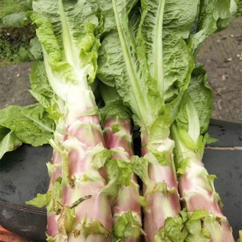 川地特5号香莴苣菜子尖叶紫红皮青肉耐寒春秋种植基地专用