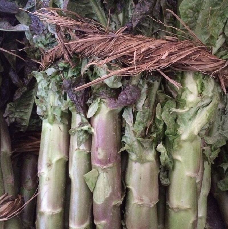 川地特5号香莴苣菜子尖叶紫红皮青肉耐寒春秋种植基地专用