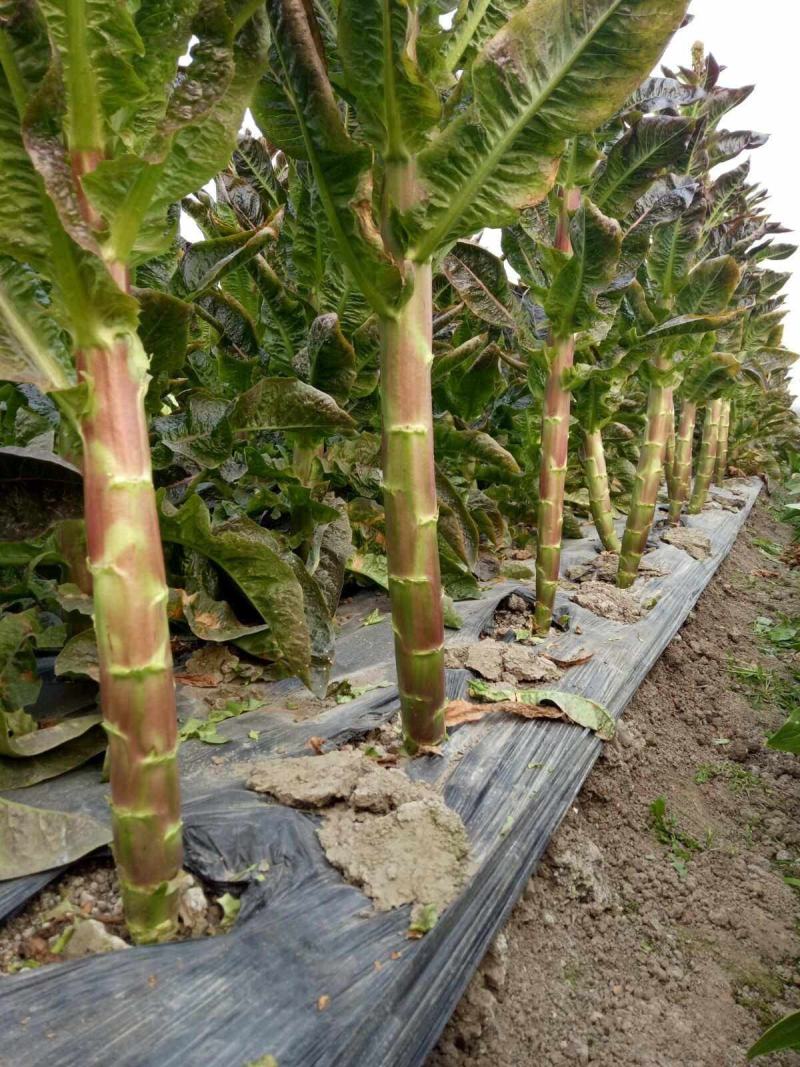 川地特5号香莴苣菜子尖叶紫红皮青肉耐寒春秋种植基地专用
