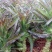 川地特5号香莴苣菜子尖叶紫红皮青肉耐寒春秋种植基地专用