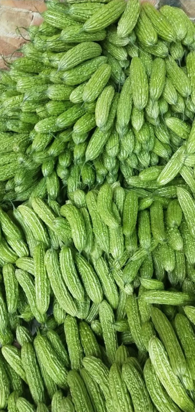 旱黄瓜
