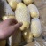 🥔中国马铃薯之乡荷兰十五土豆滕州市三膜土豆大量上市