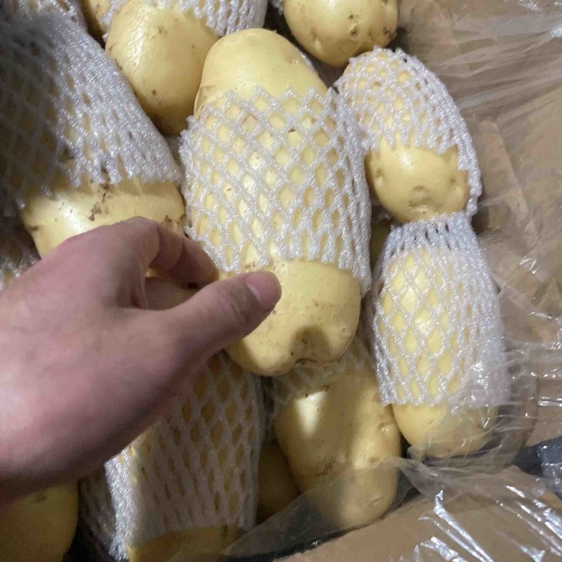🥔中国马铃薯之乡荷兰十五土豆滕州市三膜土豆大量上市