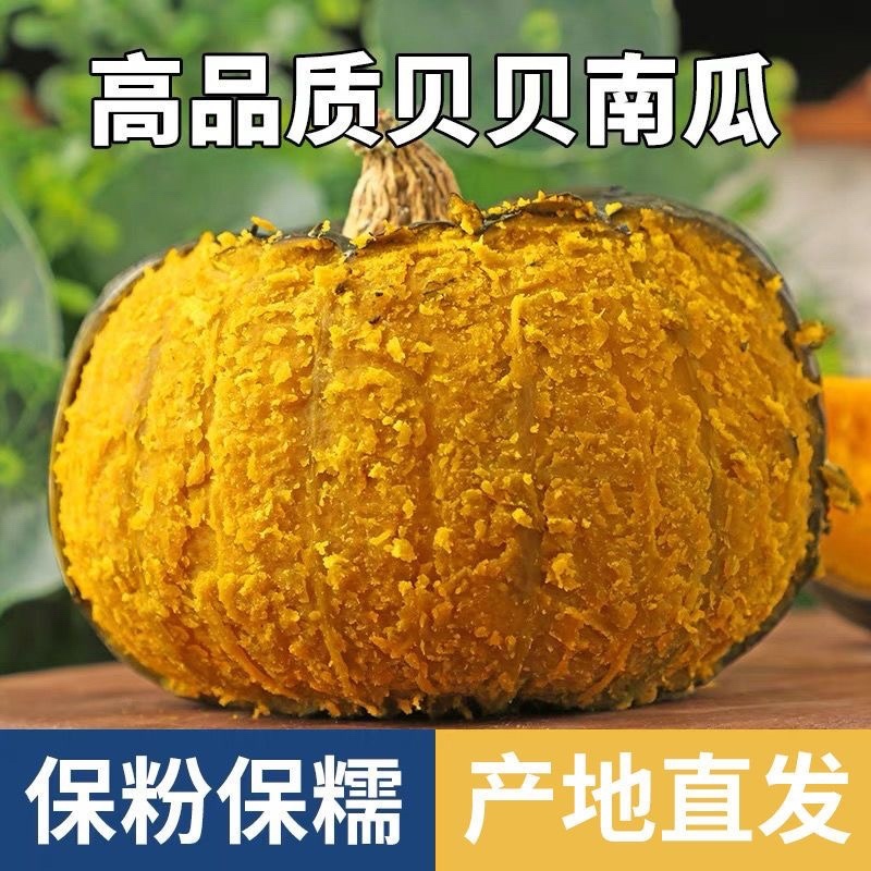 山东正宗贝贝南瓜一件代发批发整车发板栗南瓜爆粉