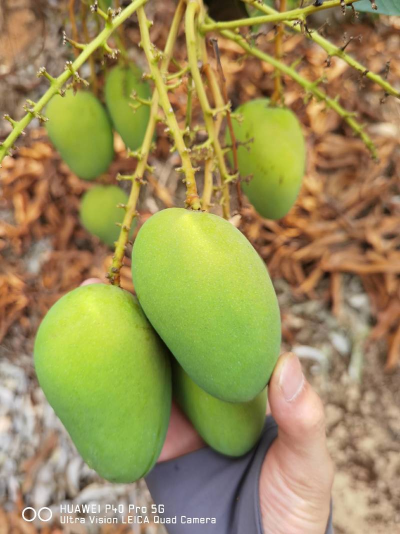 小台芒一级，电商