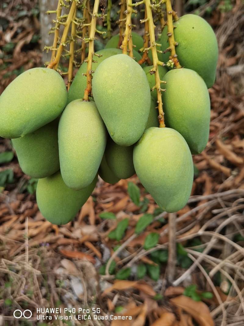 小台芒一级，电商
