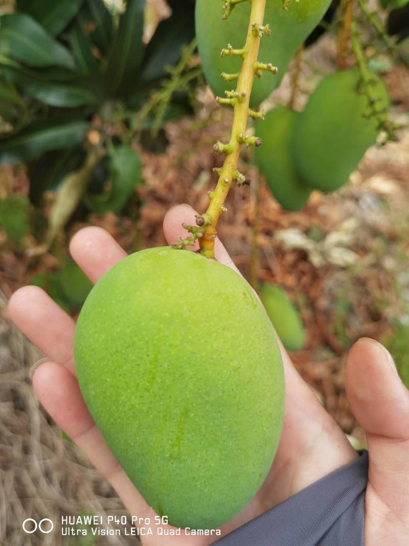 小台芒一级，电商