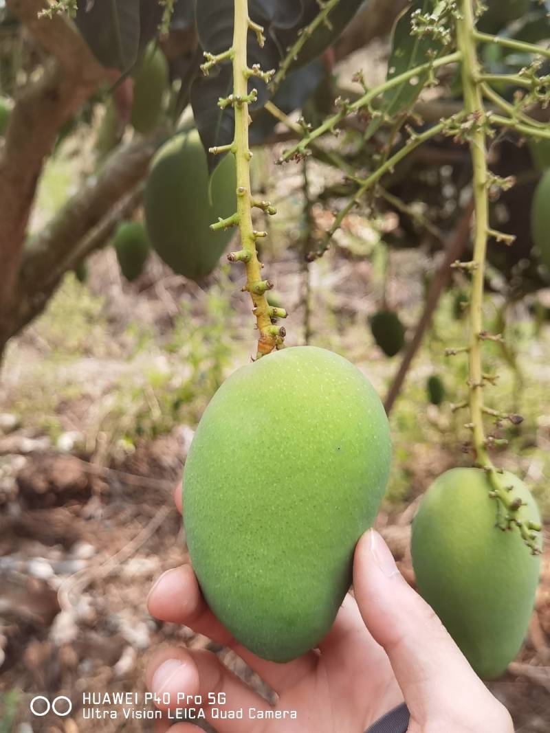 小台芒一级，电商