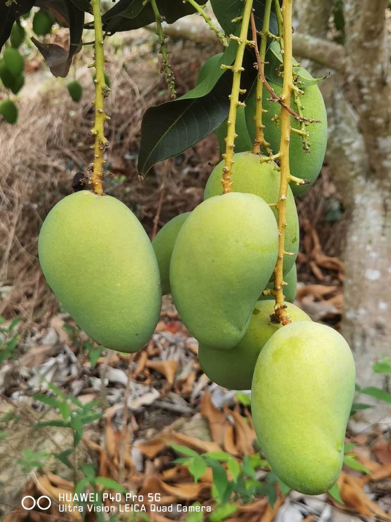 小台芒一级，电商