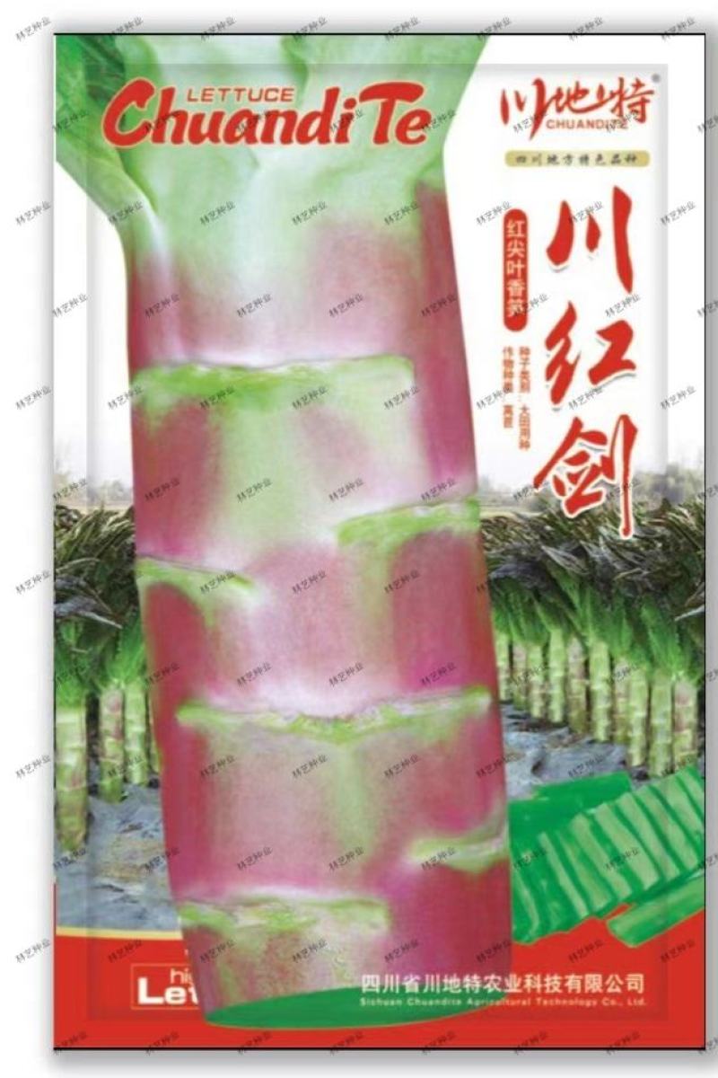 川红剑四季红尖叶香笋青皮绿肉香莴笋种子高产耐热耐寒春秋冬