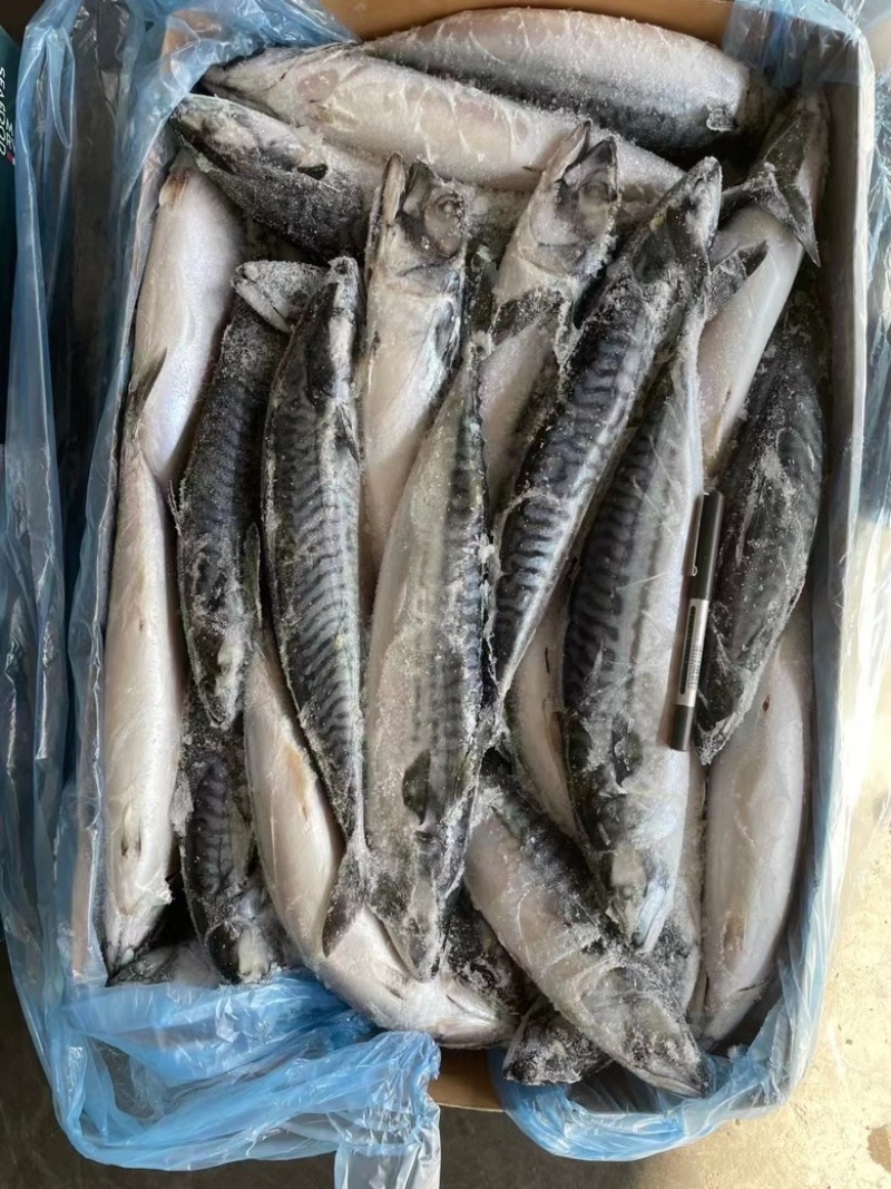 挪威清花鱼，4/6，3/5规格齐全，一手货源