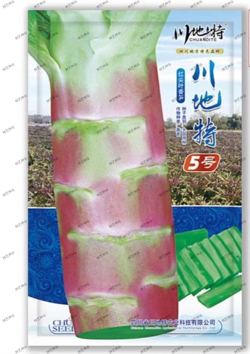 川地特5号香莴苣菜子尖叶紫红皮青肉耐寒春秋种植基地专用