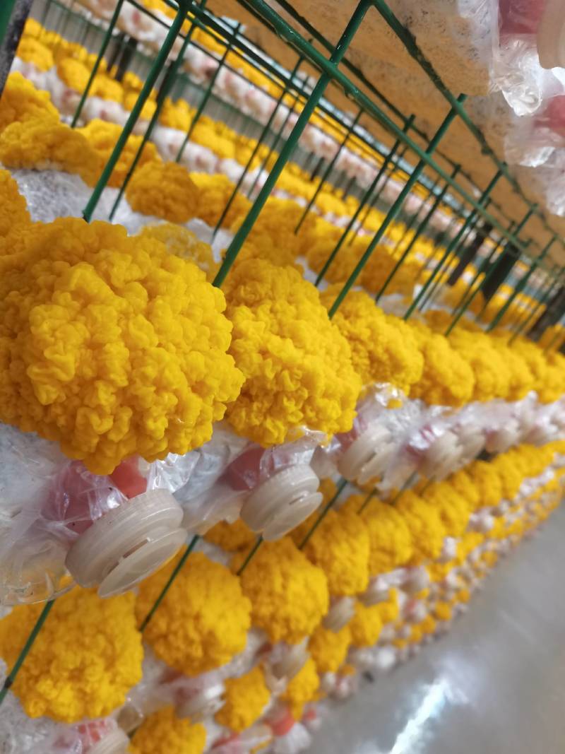 金耳菌包，大量供应不需要泡发直接炖煮，新鲜金耳菌包