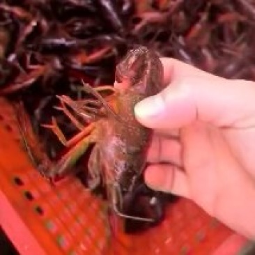 红壳小龙虾
