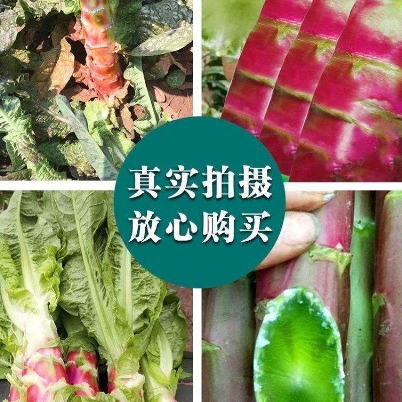 川地特富贵莴笋种籽圆叶红紫皮青肉耐寒秋春冬季天种植