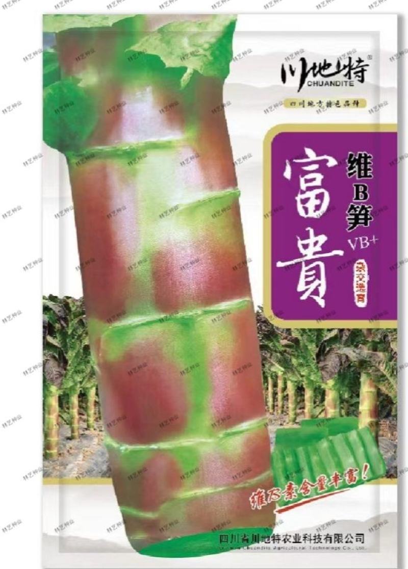 川地特富贵莴笋种籽圆叶红紫皮青肉耐寒秋春冬季天种植