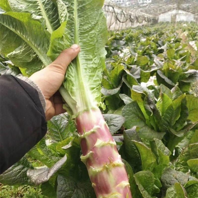 川地特富贵莴笋种籽圆叶红紫皮青肉耐寒秋春冬季天种植