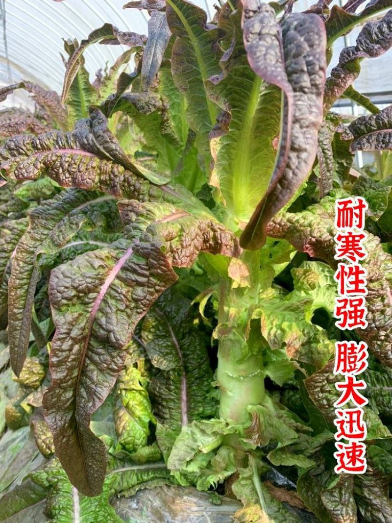 川地特富贵莴笋种籽圆叶红紫皮青肉耐寒秋春冬季天种植