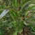 川地特红杉莴苣菜子圆叶红紫皮青肉耐寒春秋冬季可种大田蔬菜