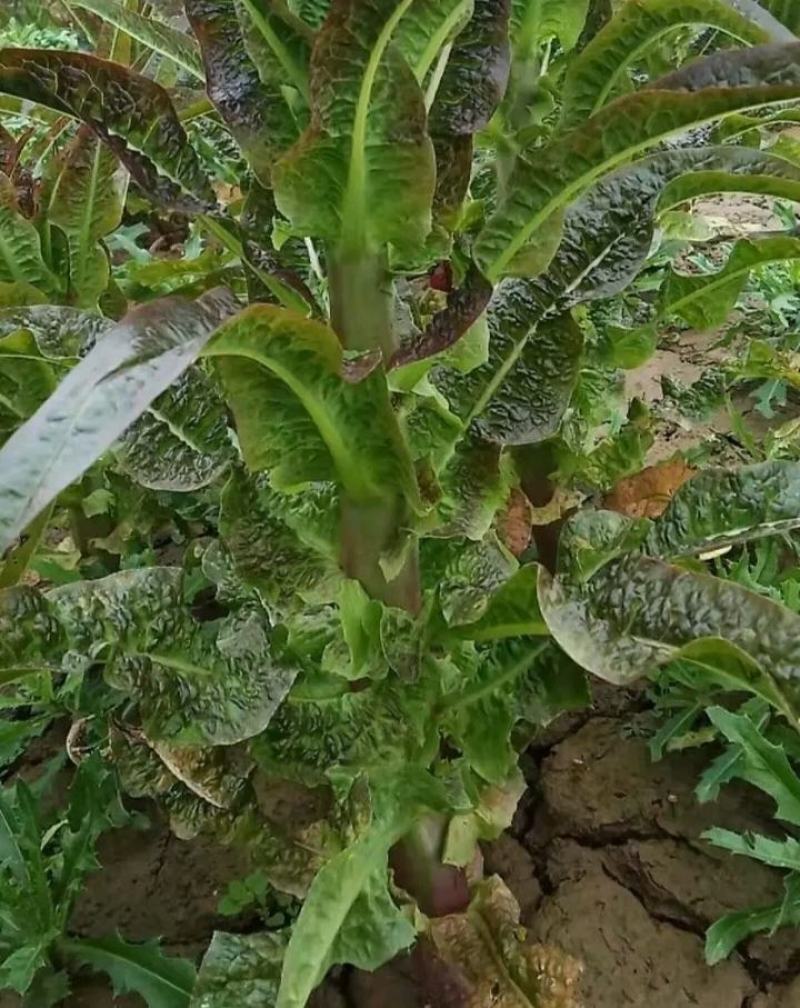 川地特红杉莴苣菜子圆叶红紫皮青肉耐寒春秋冬季可种大田蔬菜