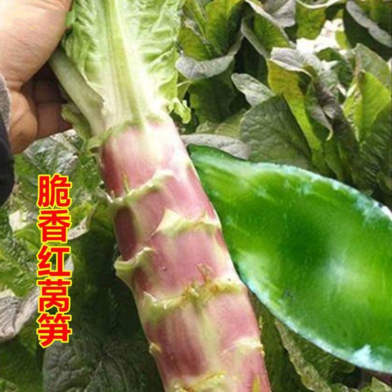 川地特红杉莴苣菜子圆叶红紫皮青肉耐寒春秋冬季可种大田蔬菜