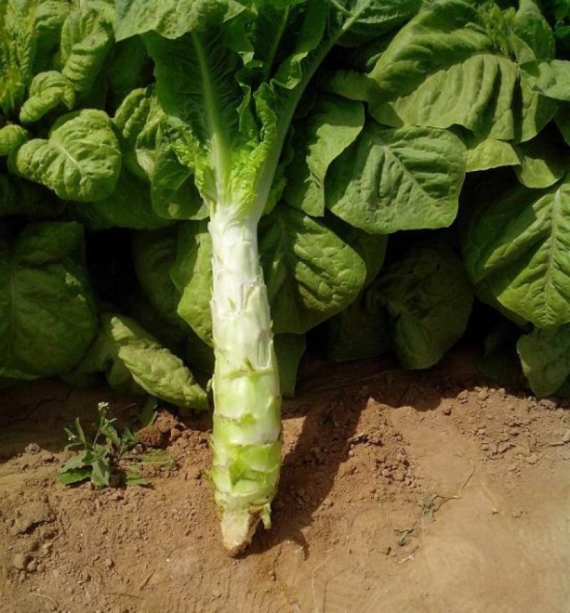 川地特青山维B笋种子香莴苣菜子圆叶绿皮皮青肉耐寒春秋种植