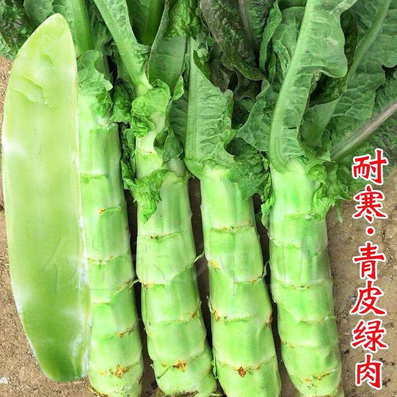 川地特青山维B笋种子香莴苣菜子圆叶绿皮皮青肉耐寒春秋种植